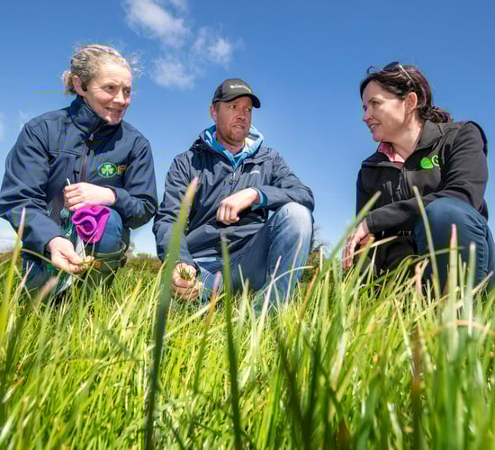 Demand for clover increased while fertiliser prices rose