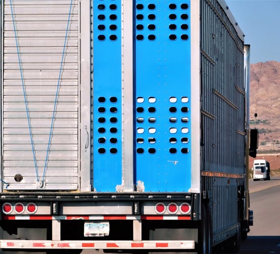 Hauliers may be forced to stop livestock transport - ICSA