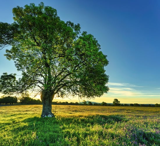How to reduce hay fever symptoms as pollen count increases