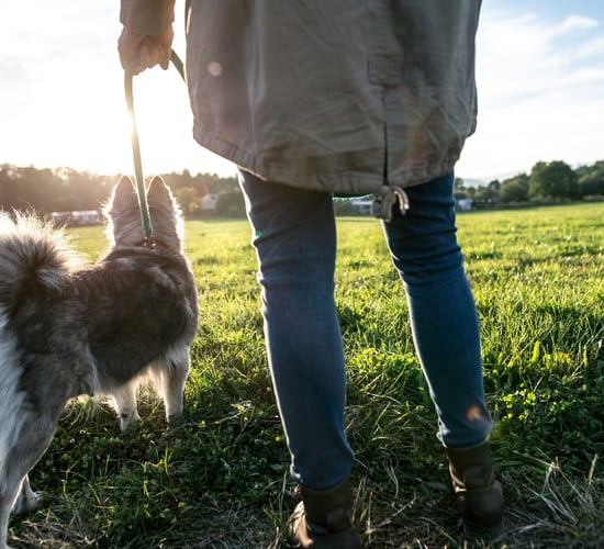 ‘It’s not your dog’s fault, it’s yours’ - new campaign for dog owners