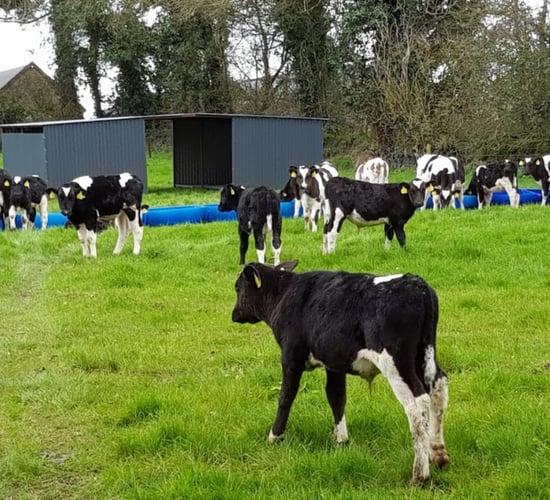 Managing the transition for calves being weaned off milk