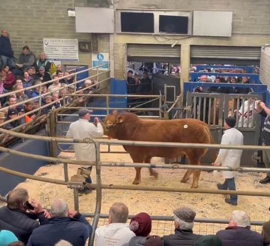 Meath herd takes top price of €17,000 at Roscrea Limousin sale