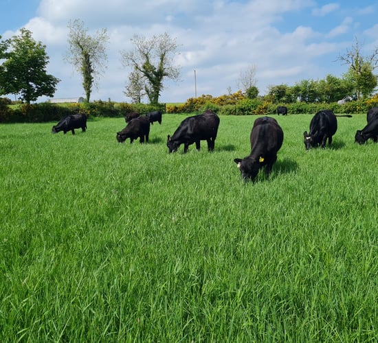 1m more dairy-bred calves born than suckler this year