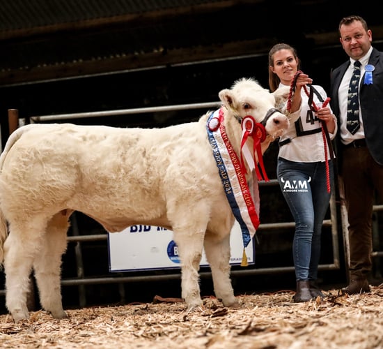 Gallery: Results from North Eastern Charolais Club calf show