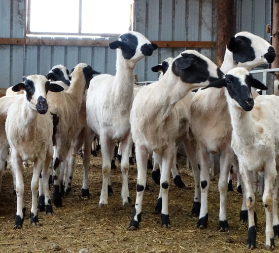 Focus: Good breeding in couple's sheep dairy flock in Greece