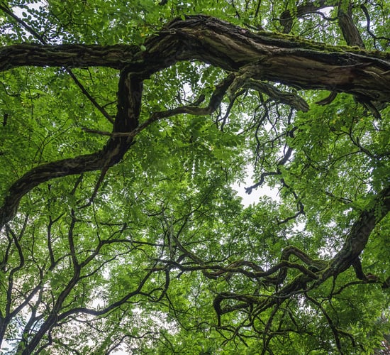 Next tranche open for up to €250,000 tree nursery funding