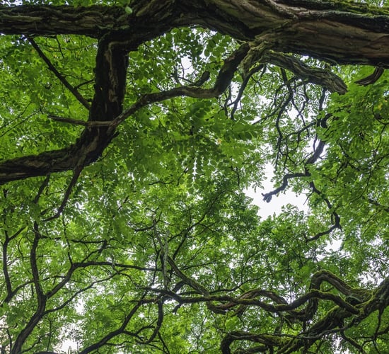 FAO to mark International Day of Forests this week