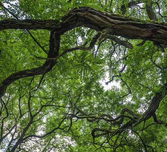Criticism that ash dieback grant 'not covering it'