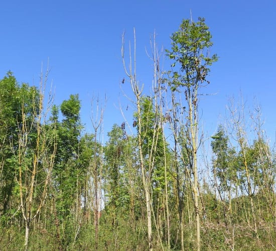 TD calls for 'significant increase' in ash dieback compensation