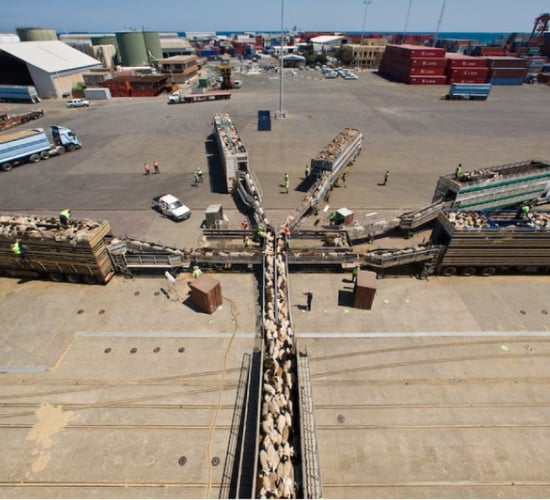 Australian live sheep export phaseout by 2028 set in law
