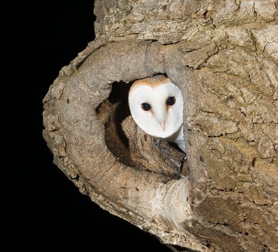 Over 200 events scheduled for National Biodiversity Week