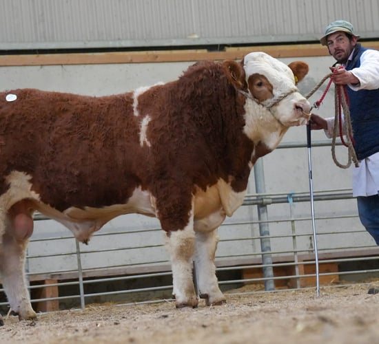 Simmental bulls hit €5,500 at society sale in Tullamore