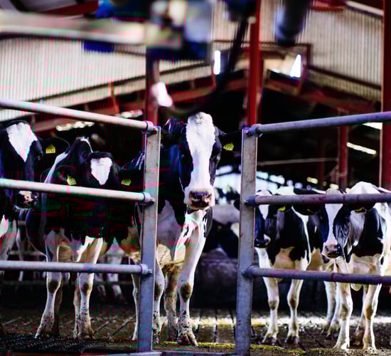 Pulling information from your milk recording this spring