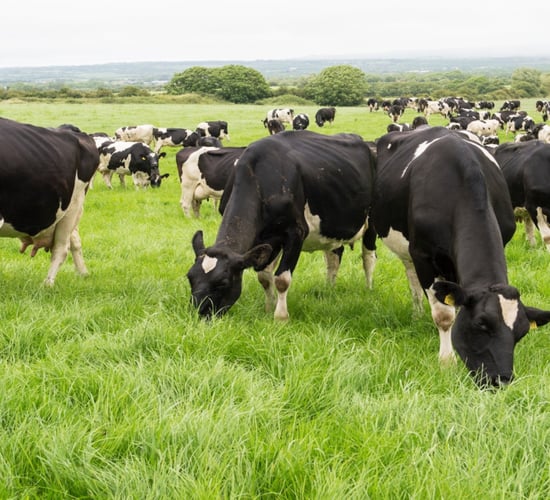 Maintaining mid-season protein and solids through grass quality