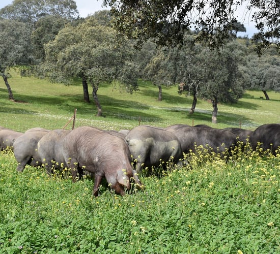 Focus: Rearing free range Iberian pigs on acorns
