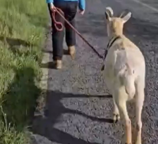 Watch: Goat used to help rescue sheep in Meath