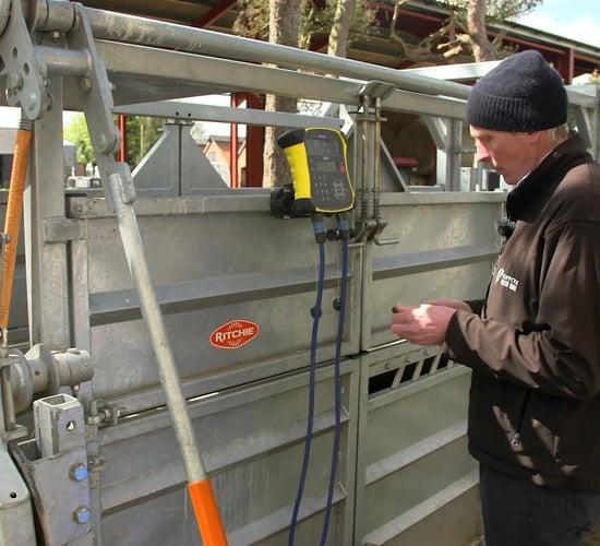 Boost livestock performance with regular weighing