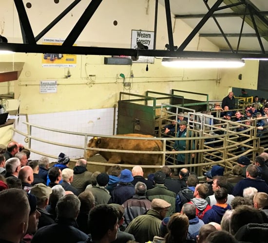 980kg dry cow sells for €3,620 at Balla Mart