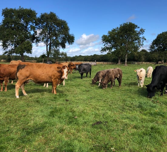 What weight should suckler replacement heifers be at mating?