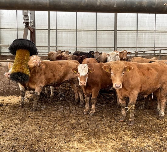 Has beef price peaked or is the best still to come?