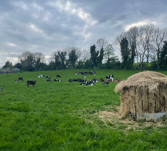 Beef focus: Facts and figures from Kildare calf to beef farm
