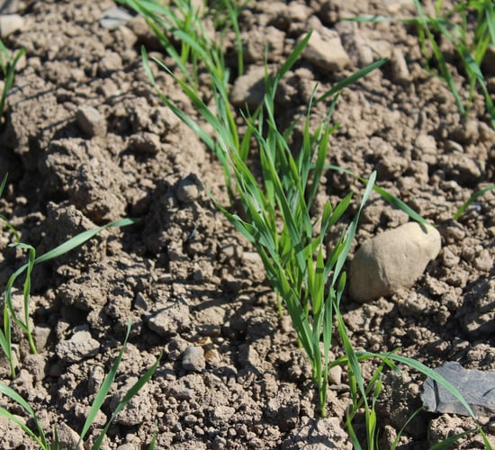 Tillage: Sowing of spring crops almost complete