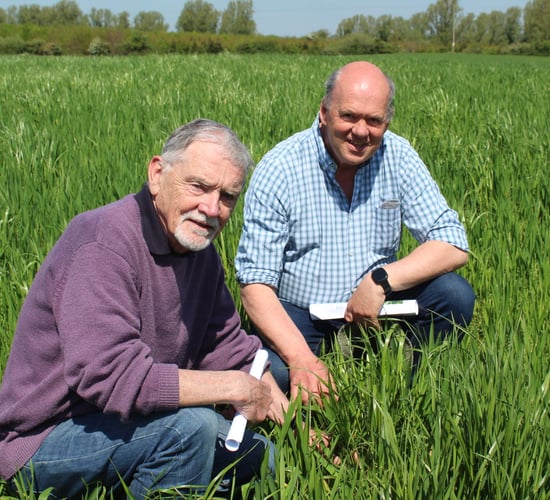 Tillage: Benefits of rolling spring barley and wheat crops