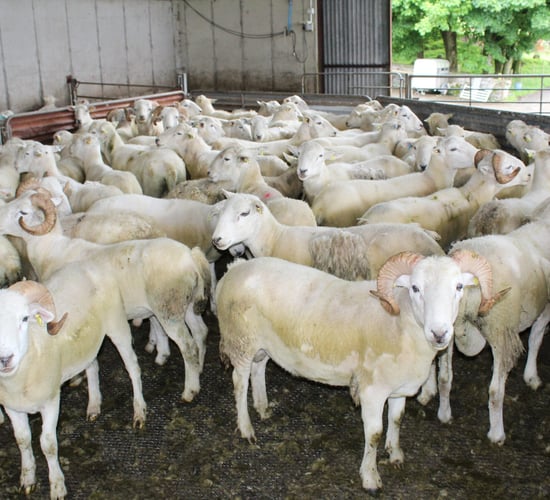 Prospects for sheep trade 'very strong at the moment' - breeder