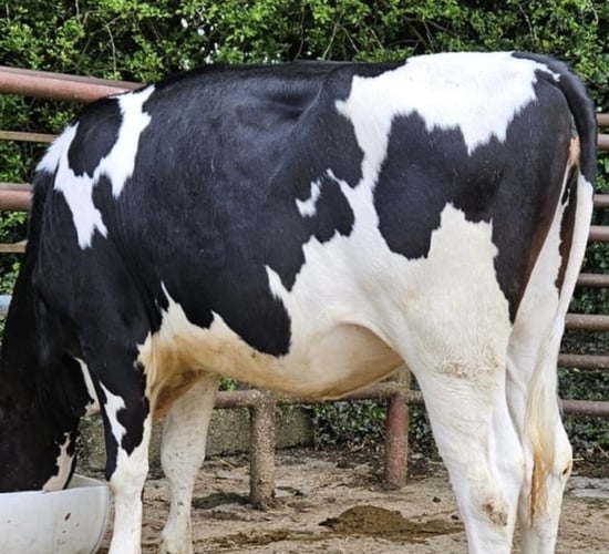 Prices reach 4,600gns at Carnaross dairy sale