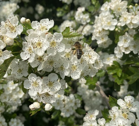 National Hedgerow Week: Celebrate the benefits