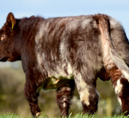 Beef Shorthorn Society rolls out sire reference scheme