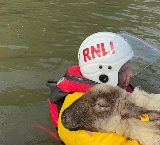 Lifeboat crew in Wexford rescues sheep trapped by rising tides