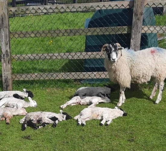 Lambs killed and seriously injured in Louth dog attack