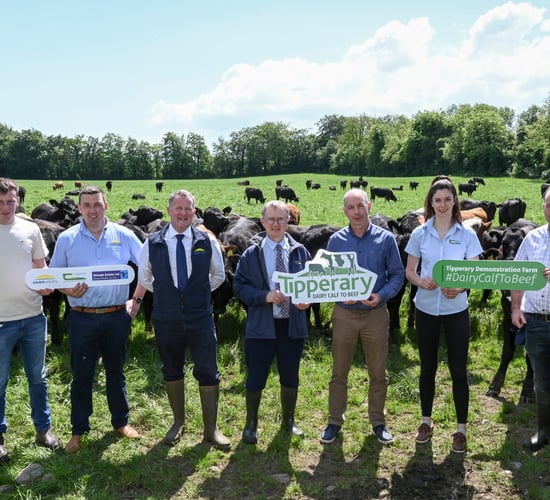 Dairy calf to beef demo farm in Fethard officially launched