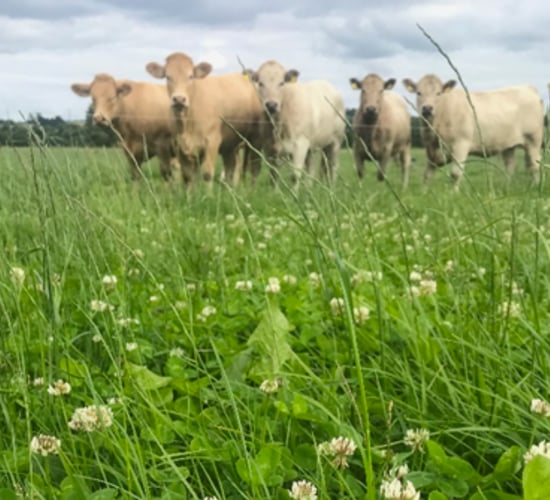 ProClova XL: The ideal post-reseeding herbicide