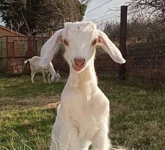 Cork couple strive to upgrade their microsanctuary facilities