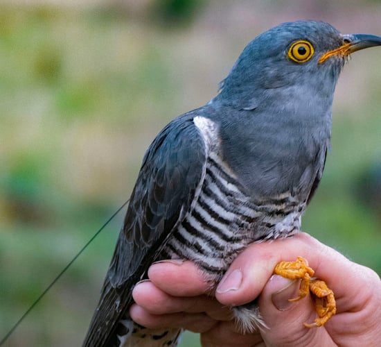 Tracked cuckoo touches down in Killarney after 9,000km journey
