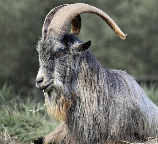 Calls for protection of Old Irish Goats as they continue to be hunted