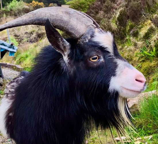 No kidding appeal for lost goat to be reunited with owners