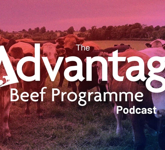The Advantage Beef Programme podcast: Improving the sustainability of beef production