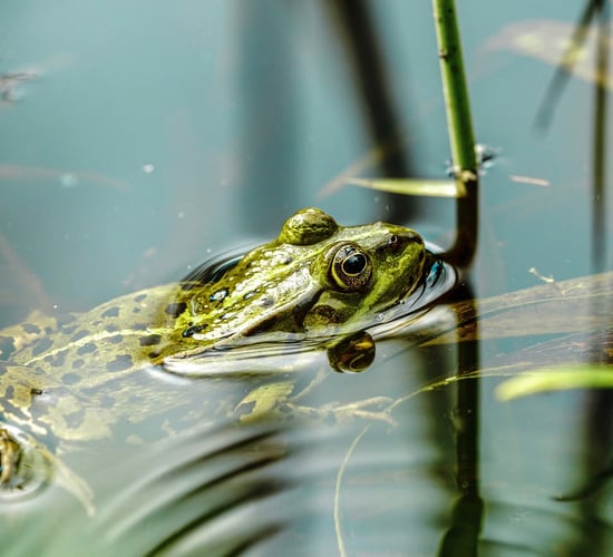 Landowner project part of €2.8m biodiversity funding boost