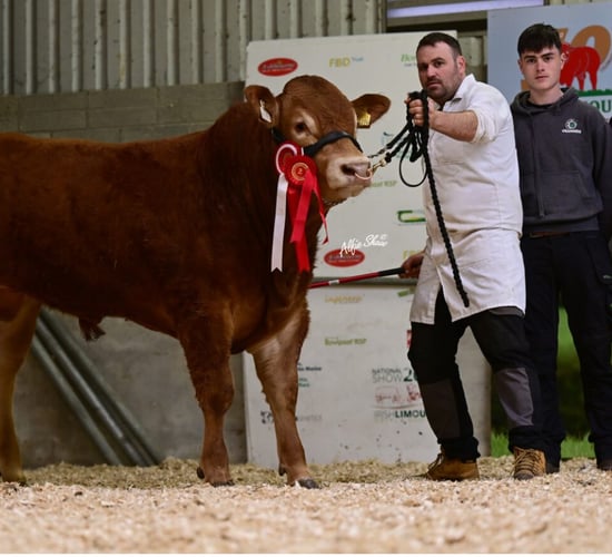 Roscrea Limousin sale sees top price go to Westmeath-bred bull