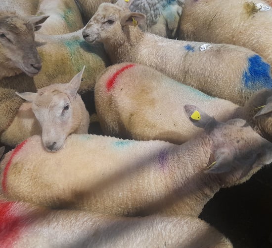 Bluetongue: Processors called on to stop livestock imports from NI