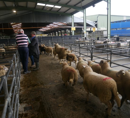 Sheep marts: How are lambs and cull ewes faring at the mart?