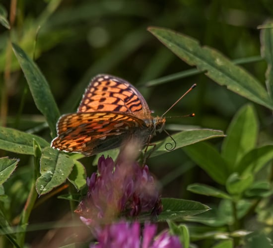 Biodiversity project increases rare butterfly numbers at wind farm