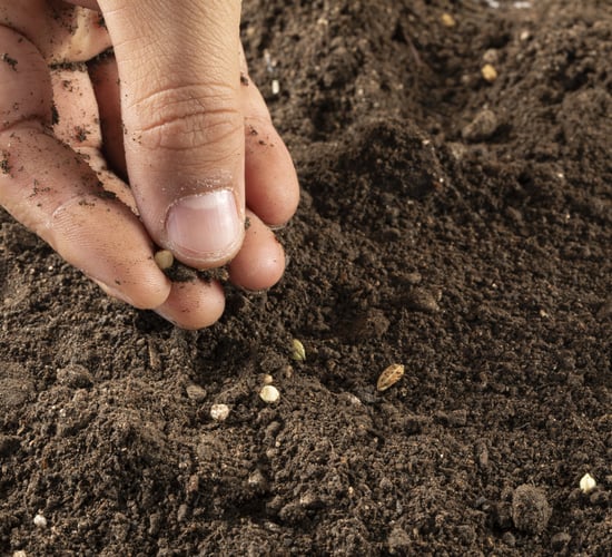 Tenders sought for soil sampling and analysis programme