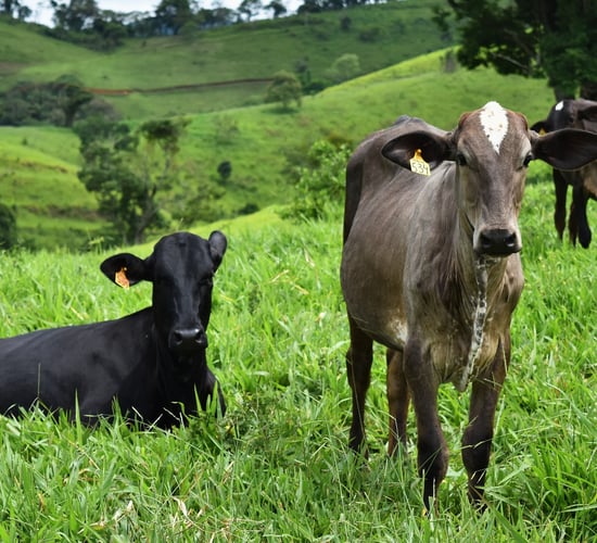 Beef exports from Brazil reach new monthly record