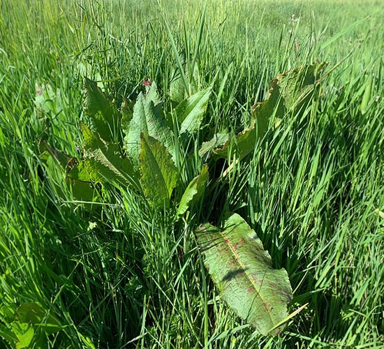 A reliable, affordable option for managing docks in grassland?