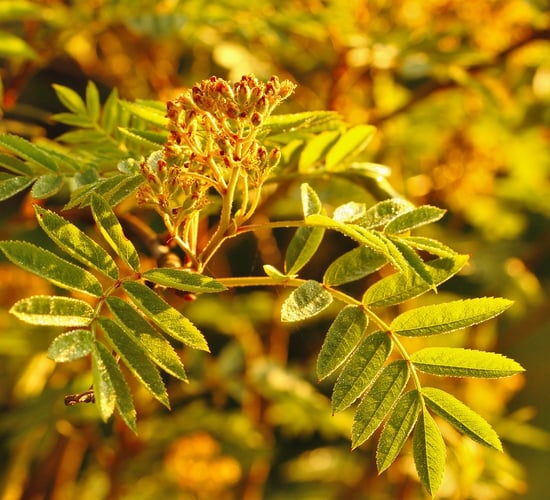 Over 580 approvals issued under ash dieback scheme