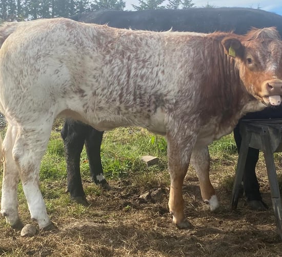 Shorthorn Society rolls out 2024 'Breed A Roan Scheme'